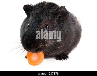 guinea pig with carrot isolated on white background  Stock Photo