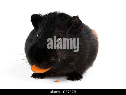 guinea pig with carrot isolated on white background  Stock Photo