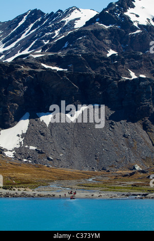 Expedition ship passengers on the beach at Royal Bay, South Georgia Island Stock Photo