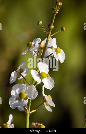 Close-up of Arrowhead flowers - Green Cay Wetlands - Delray Beach, Florida USA Stock Photo