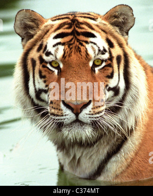 The Siberian tiger (Panthera tigris altaica), also known as the Amur, Altaic, Korean, North Chinese or Ussuri tiger Stock Photo