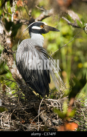 Yellow-crowned Night-heron - Bailey Tract - Sanibel Island, Florida USA Stock Photo