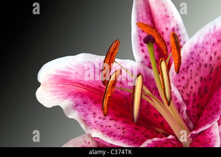 Closeup of a open stargazer Lily Stock Photo