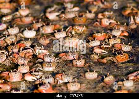 Large group of Fiddler Crabs - J.N. Ding Darling National Wildlife Refuge - Sanibel Island, Florida USA Stock Photo