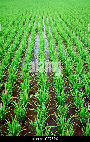 Rice Field in Malaysia Stock Photo