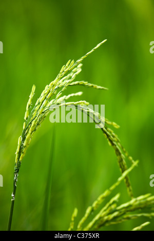 Rice Stalk Stock Photo