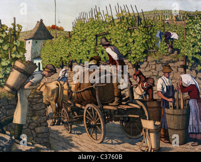 The Grape Harvest - Vintage illustration of grapes being harvested Stock Photo