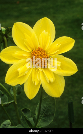 Dahlia 'Clair de Lune', collerette dahlias yellow flower flowers garden plant plants Clare Claire Stock Photo