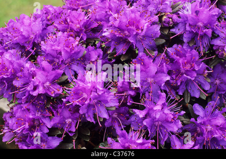 Rhododendron 'Azurika' purple flower flowers rhododendrons azalea azaleas garden plant plants Stock Photo