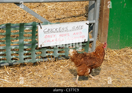 Sign saying Chickens Gate, only hens and cockerels allowed, with passing hen, Hackney City Farm London England UK Stock Photo