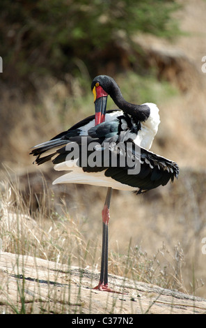 Female Saddle-billed Stork, Tsavo West National Park, Kenya. Stock Photo