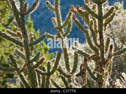 Closeup view of a Cholla cactus in the foothills of the Sandia mountains outside Albuquerque, New Mexico, USA. Stock Photo