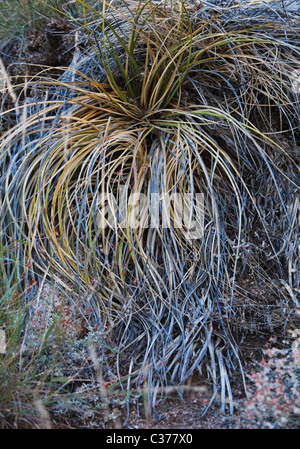 Reeds / grasses growing in the foothills of the Sandia mountains near Albuquerque, New Mexico, USA. Stock Photo