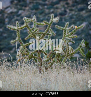 Cholla cactus and other faoilage in the desert foothills of the Sandia mountains, New Mexico, USA.
