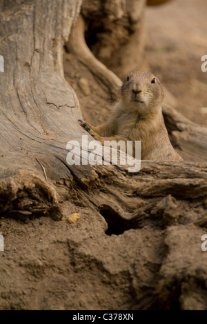 Squirrel emerging from tunnel Stock Photo
