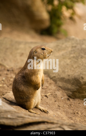 Squirrel emerging from tunnel Stock Photo