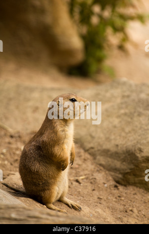 Squirrel emerging from tunnel Stock Photo