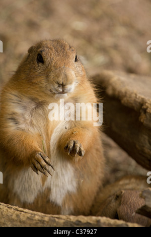 Squirrel emerging from tunnel Stock Photo