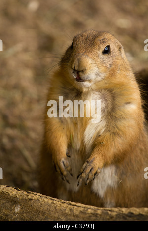 Squirrel emerging from tunnel Stock Photo