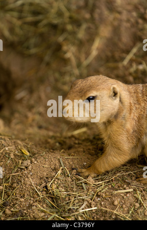 Squirrel emerging from tunnel Stock Photo