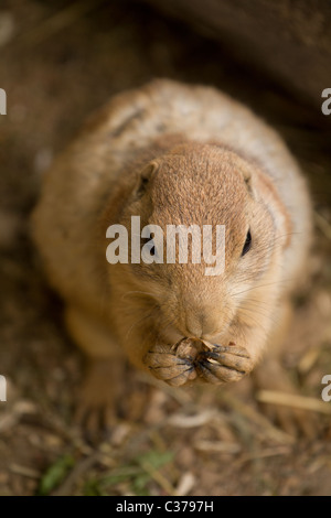 Squirrel emerging from tunnel Stock Photo