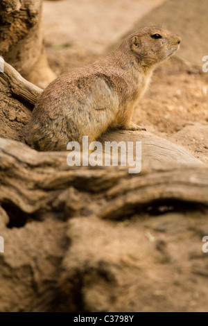 Squirrel emerging from tunnel Stock Photo