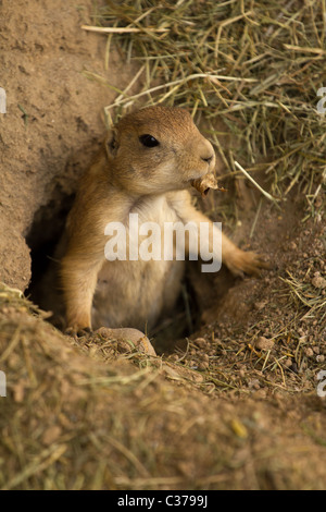 Squirrel emerging from tunnel Stock Photo