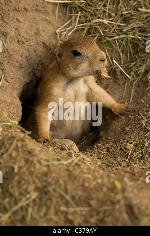 Squirrel emerging from tunnel Stock Photo