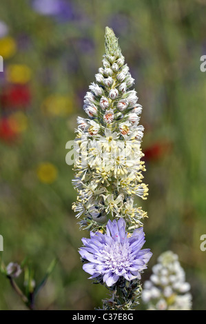 Wild flowers of Greece during springtime, white mignonette Stock Photo