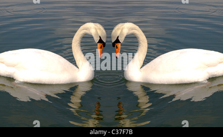 Two Swans Making a Heart - Swan Love Stock Photo: 133317179 - Alamy