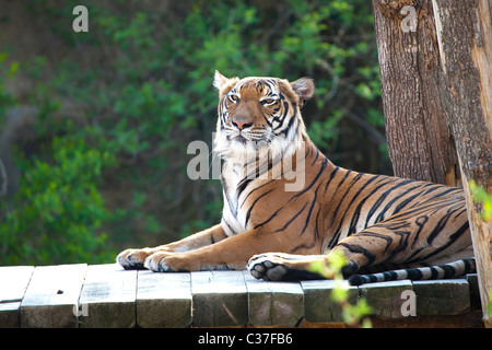 The Bengal tiger lying on the wooden bridge Stock Photo