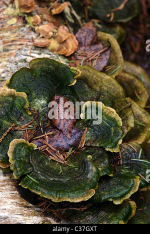 Green tinder / bracket fungus and dry leaf Stock Photo