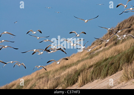 Great Black-backed Gulls (Larus marinus) flying over the dunes, Province of Zeeland, the Netherlands Stock Photo