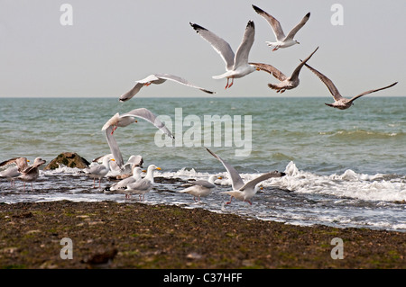 Herring gulls (Larus argentatus) flying away from rock groyne Stock Photo