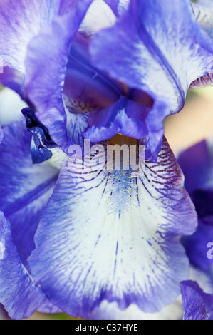 Intermediate bearded iris 'artic fancy' flower Stock Photo