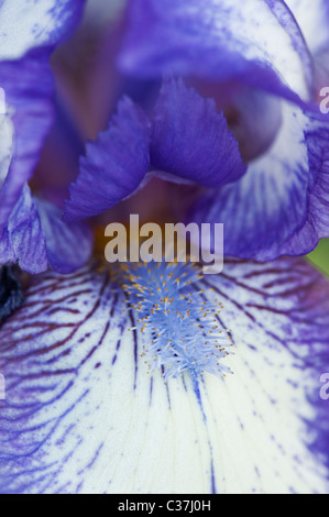 Intermediate bearded iris 'artic fancy' flower Stock Photo