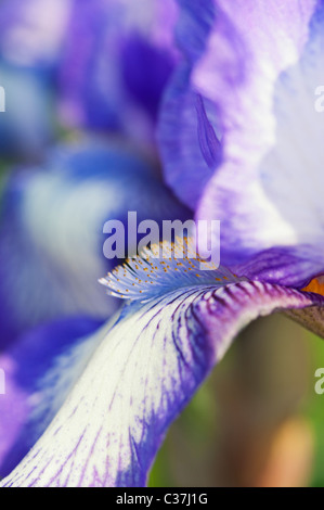 Intermediate bearded iris 'artic fancy' flower Stock Photo