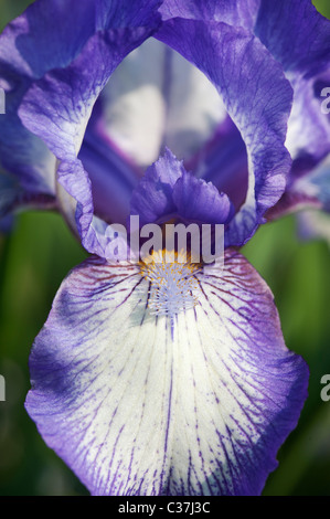 Intermediate bearded iris 'artic fancy' flower Stock Photo