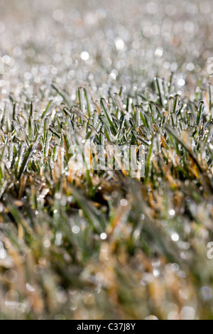 Close-up macro photograph of frost on grass
