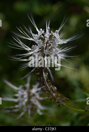 Cat's whiskers (Orthosiphon aristatus) plant Onomea Bay, Hawaii. Stock Photo