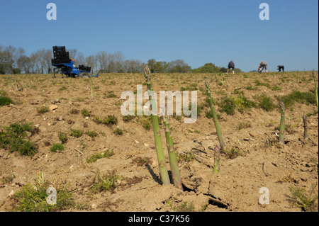 English asparagus being picked by migrant workers in West Sussex, England Stock Photo