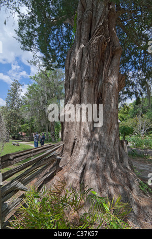 Dudley Farm State Historic Site Newberry Florida Stock Photo