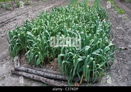 Dudley Farm State Historic Site Newberry Florida garlic Stock Photo