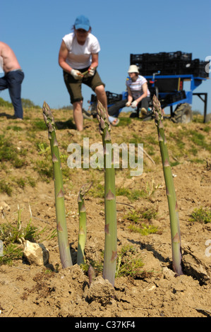 English asparagus being picked by migrant workers in West Sussex, England Stock Photo