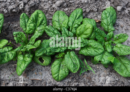 Dudley Farm State Historic Site Newberry Florida spinach Stock Photo