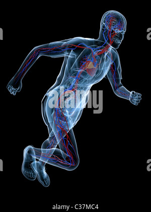 running skeleton - vascular Stock Photo