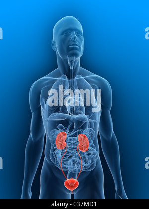 urinary system Stock Photo