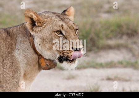 Lion (panthera leo) wearing a tracking tag, Amboseli National Park, Kenya, East Africa