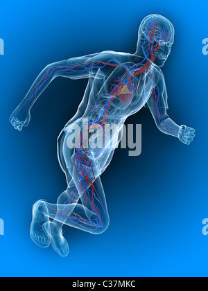 running skeleton - vascular Stock Photo