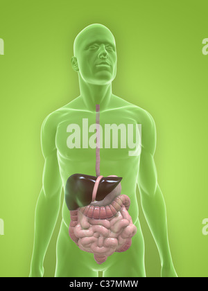 human digestive system Stock Photo